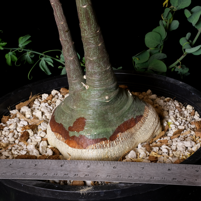 Adenia glauca XL specimen #2