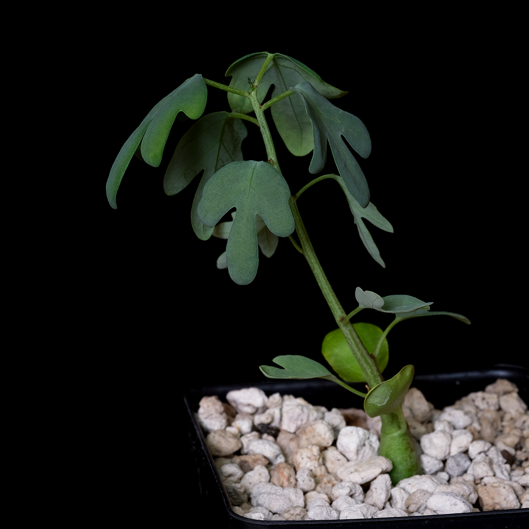 Adenia glauca x pechuelii