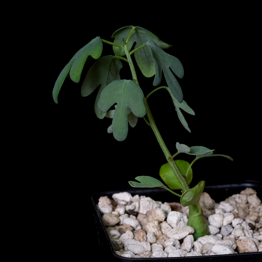 Adenia glauca x pechuelii