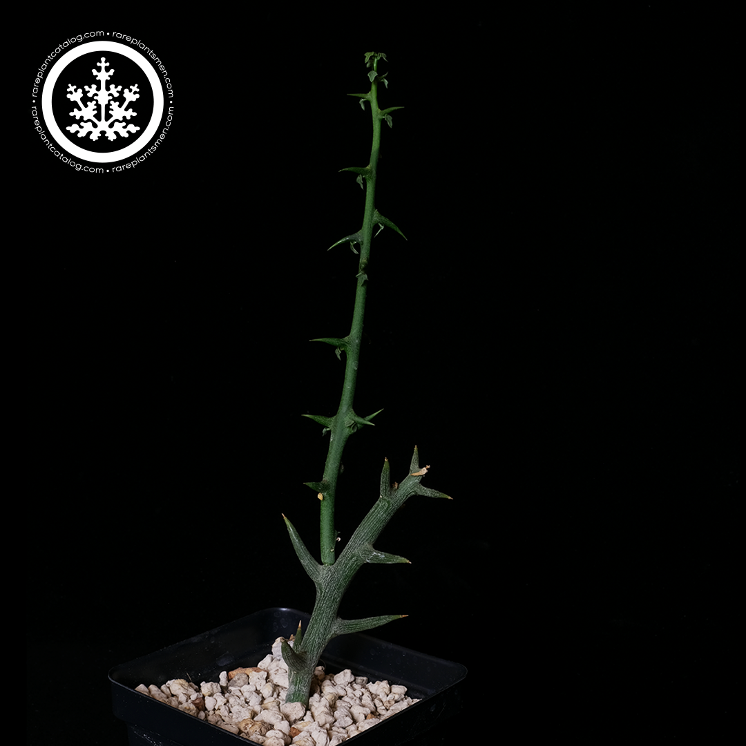 Adenia globosa