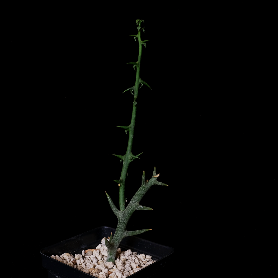 Adenia globosa
