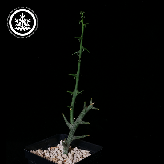 Adenia globosa