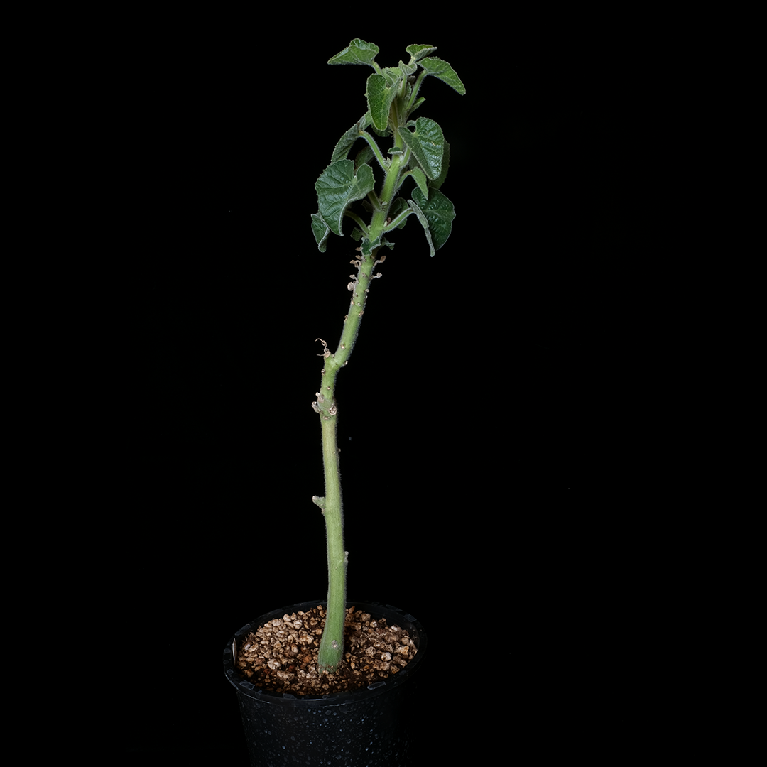 Adenia keramanthus