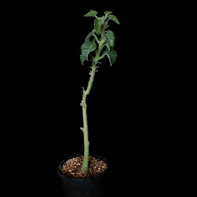 Adenia keramanthus