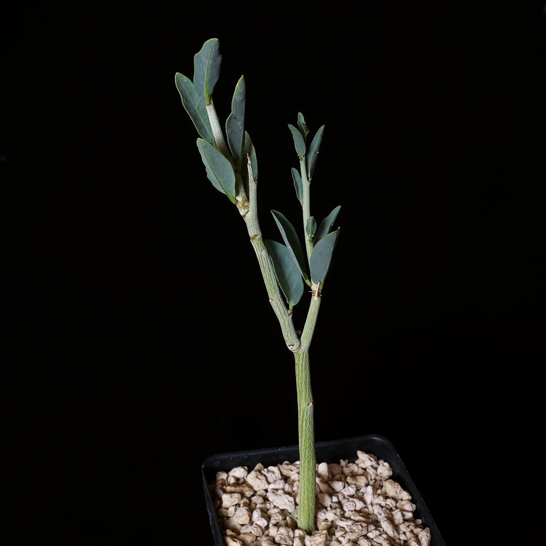 Adenia pechuelii small