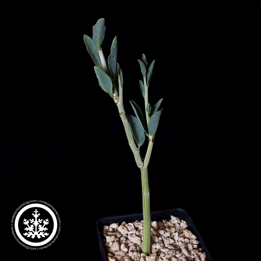 Adenia pechuelii small