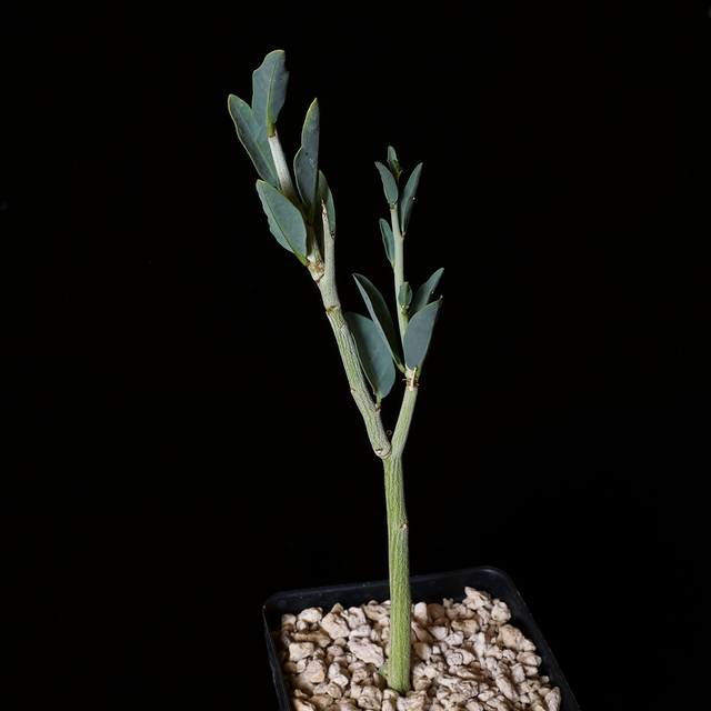 Adenia pechuelii small