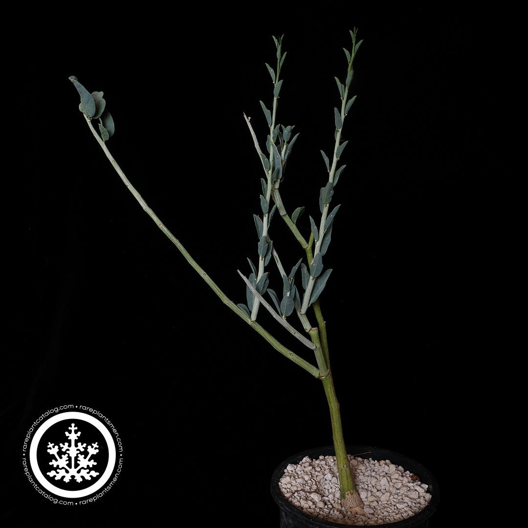 Adenia pechuelii large