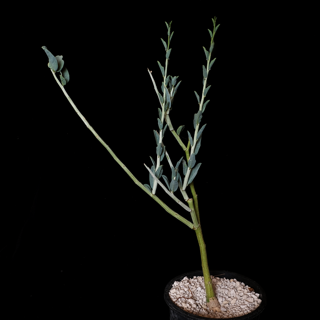 Adenia pechuelii large
