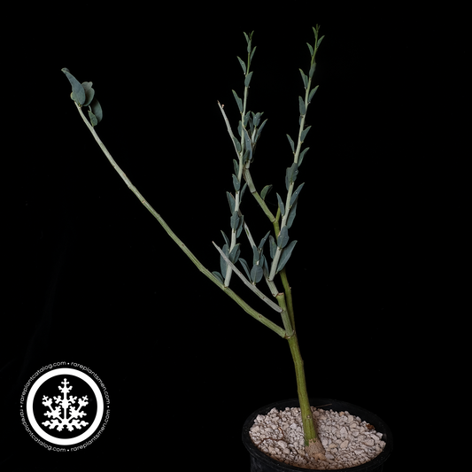 Adenia pechuelii large