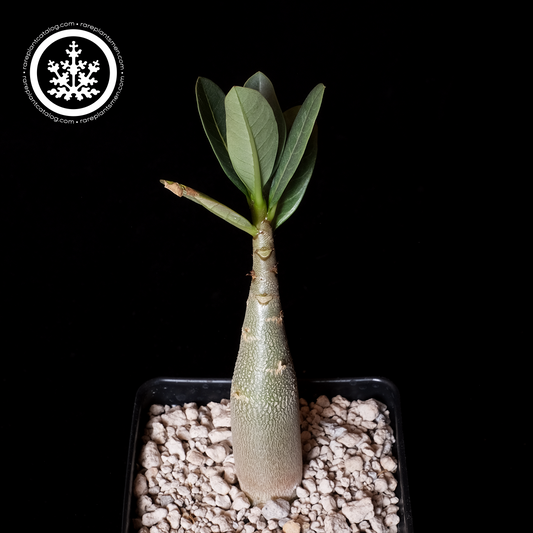 Adenium arabicum