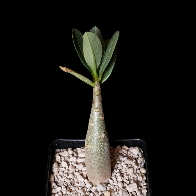 Adenium arabicum