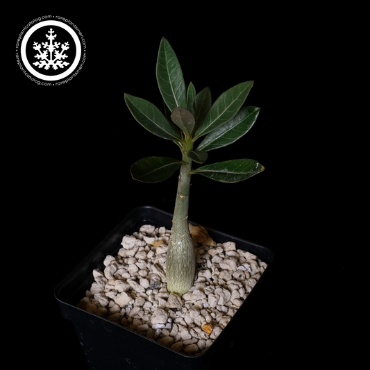 Adenium obesum