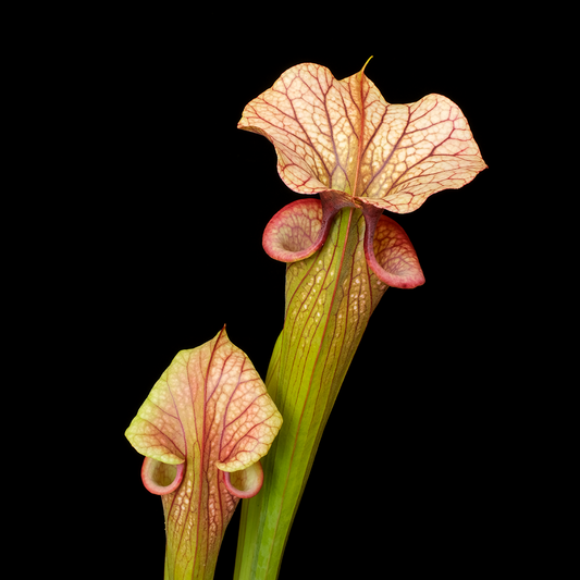 Sarracenia x 'Adrian Slack'