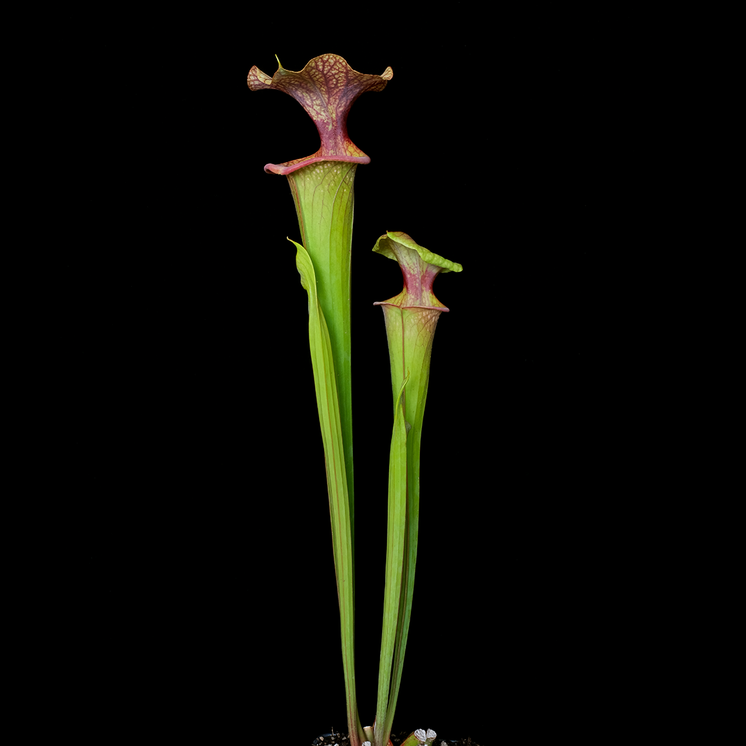 Sarracenia x 'Adrian Slack'