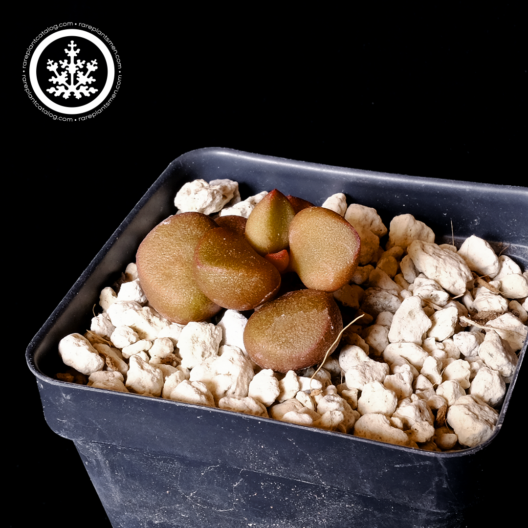 Adromischus 