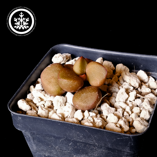 Adromischus "little sphaeroid"