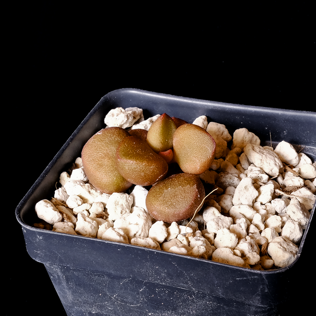 Adromischus 