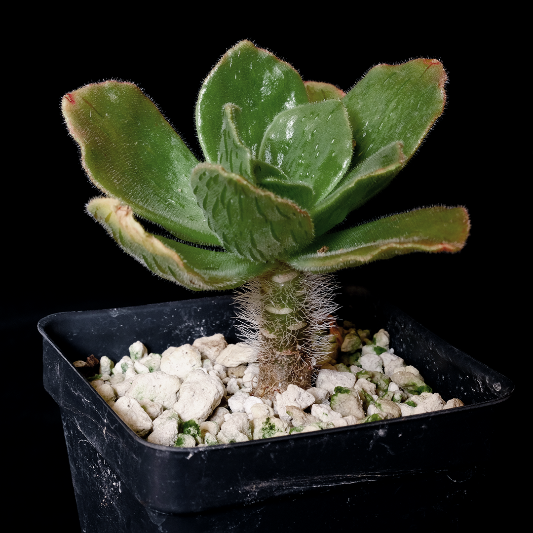Aeonium smithii