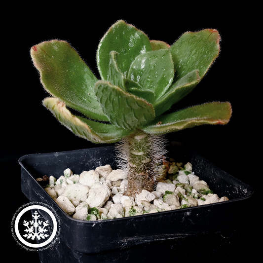 Aeonium smithii