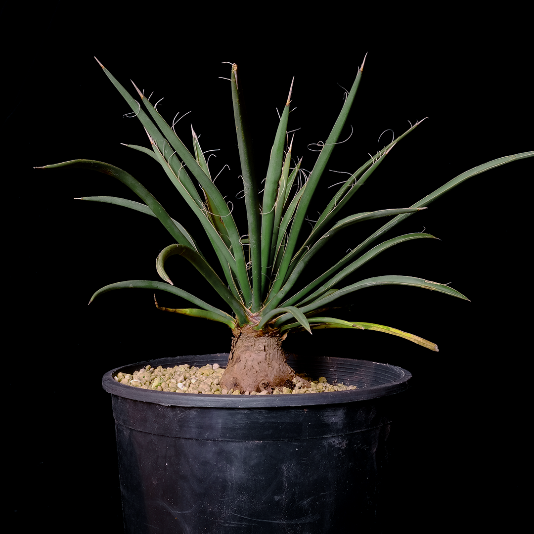 Agave schottii
