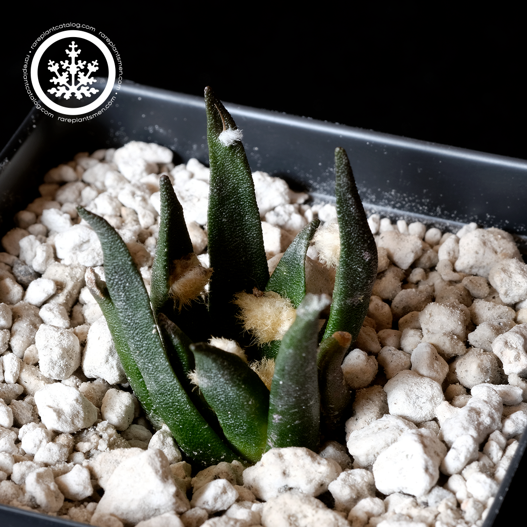 Ariocarpus agavaoides