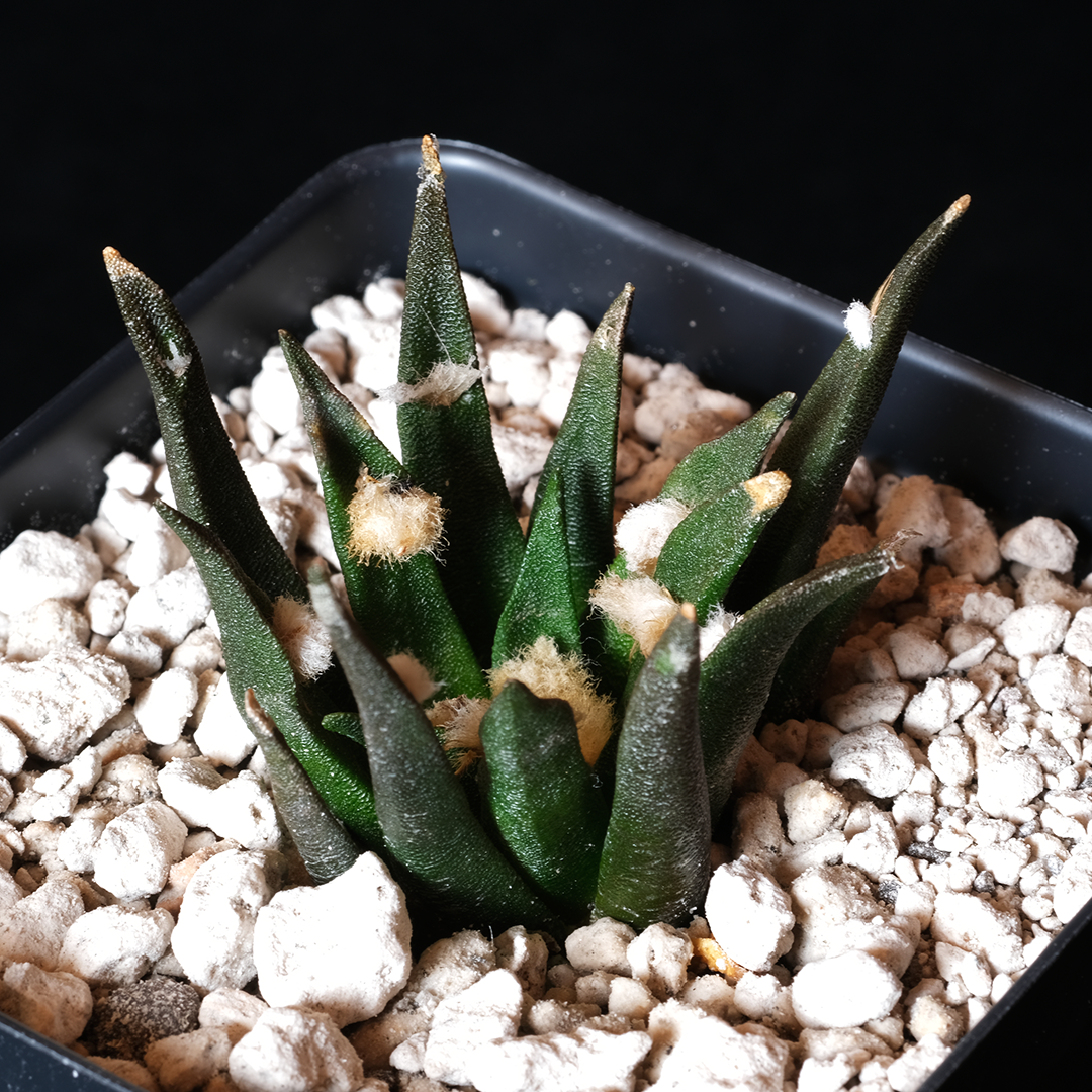Ariocarpus agavaoides
