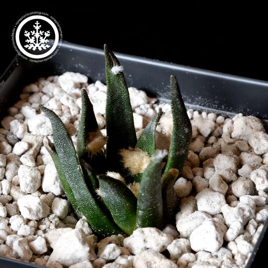 Ariocarpus agavaoides