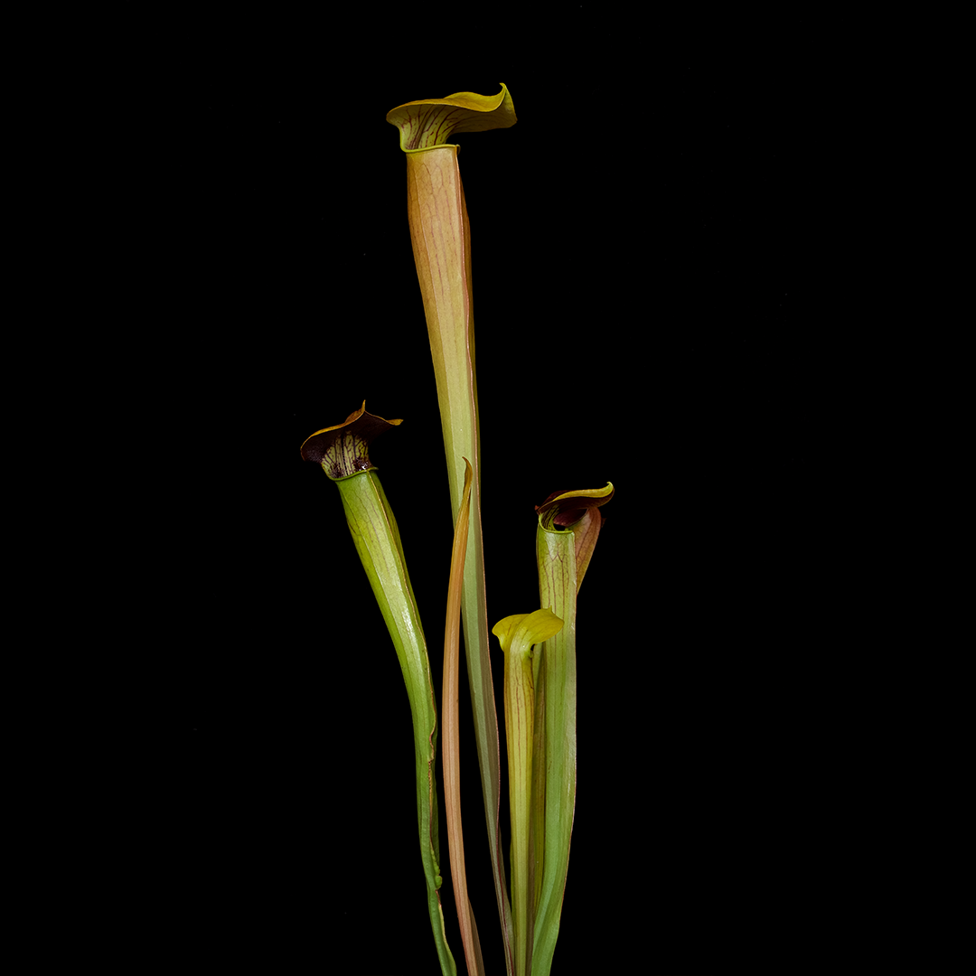 Sarracenia alata