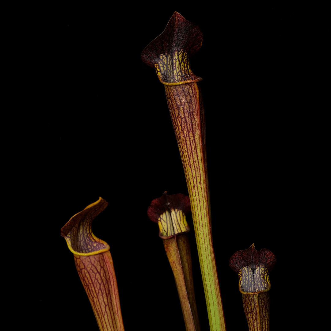 Sarracenia alata Stone Co, Mississippi