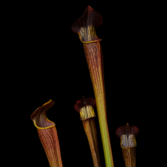 Sarracenia alata Stone Co, Mississippi