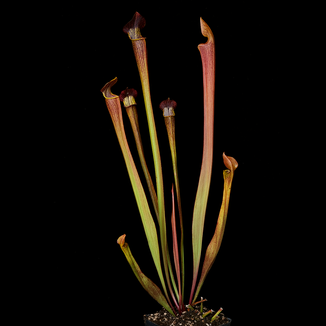 Sarracenia alata Stone Co, Mississippi