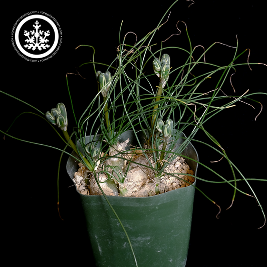 Albuca sp. Augrabies Hills