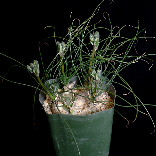 Albuca sp. Augrabies Hills