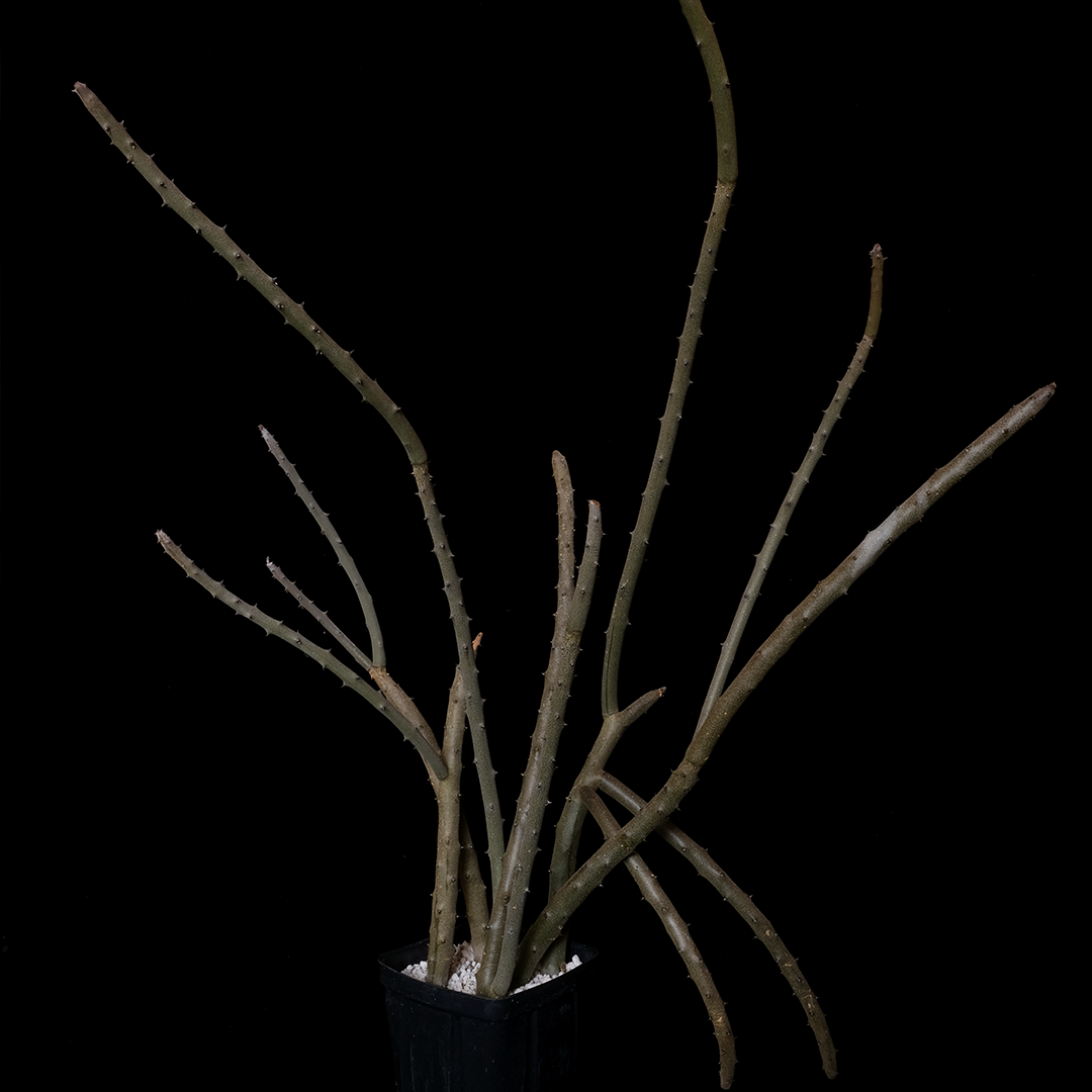 Alluadia dumosa