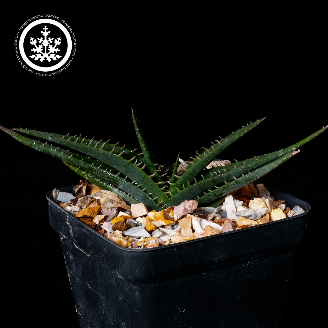 Aloe calcairophila