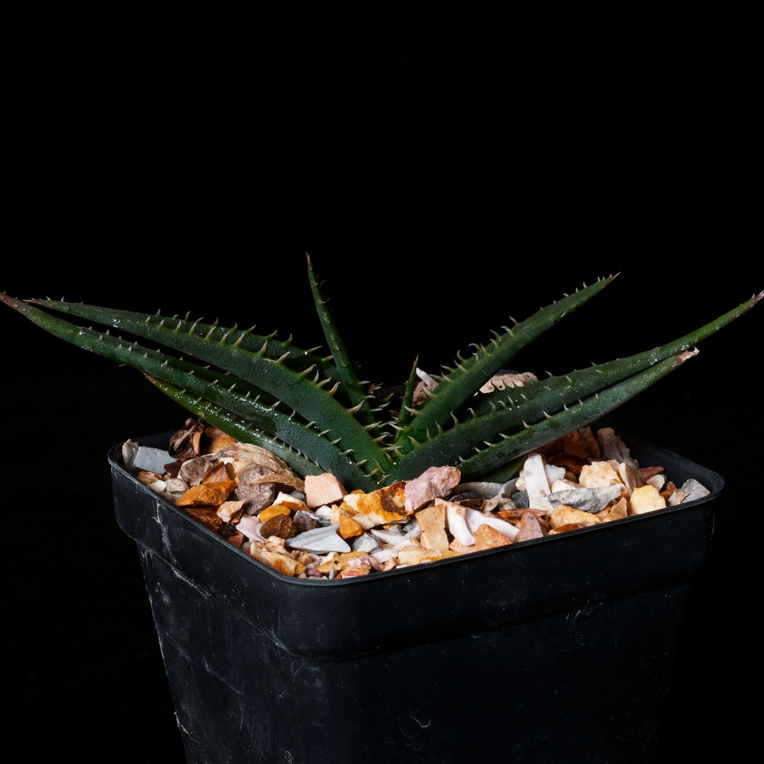 Aloe calcairophila