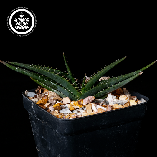 Aloe calcairophila