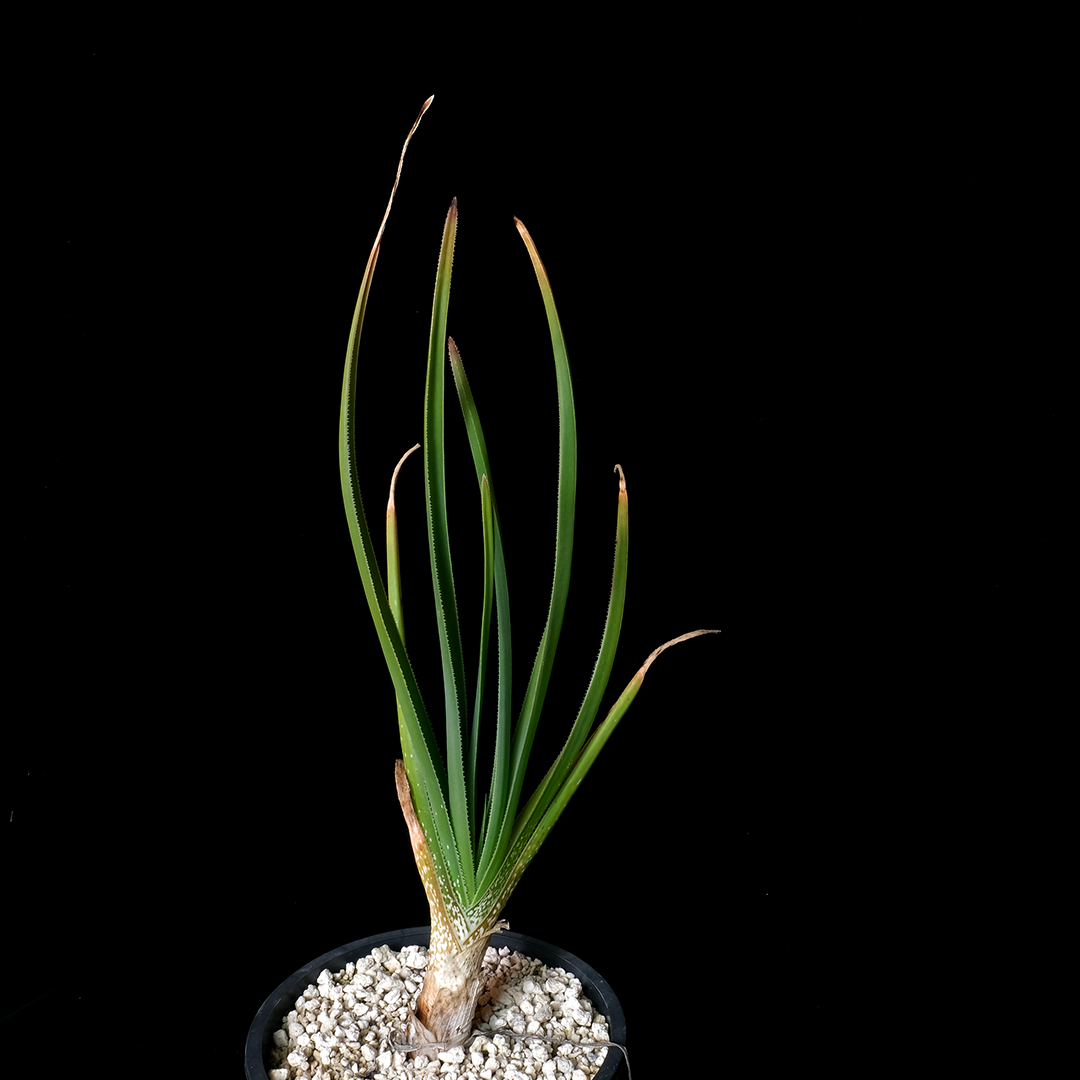 Aloe cooperi