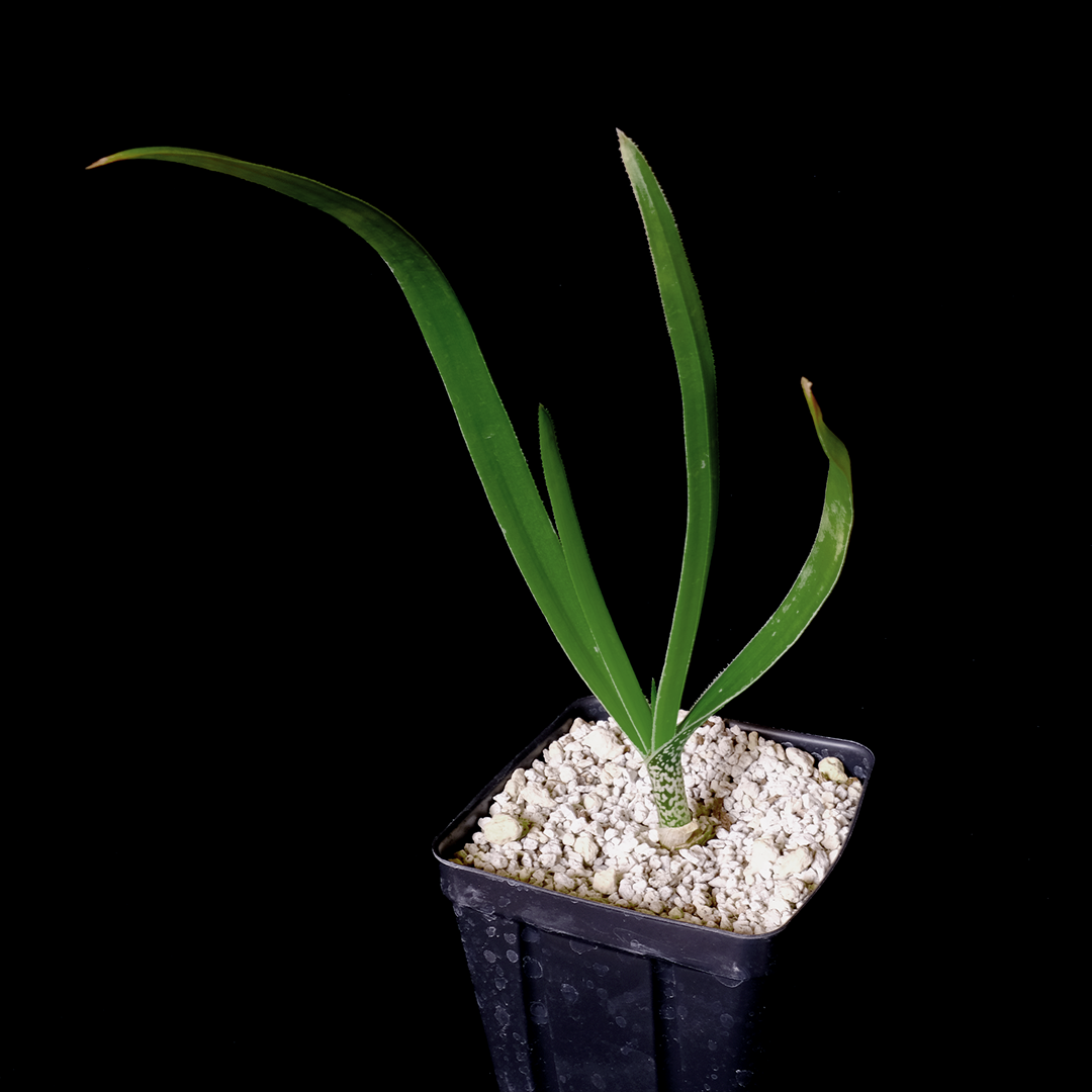 Aloe cooperi