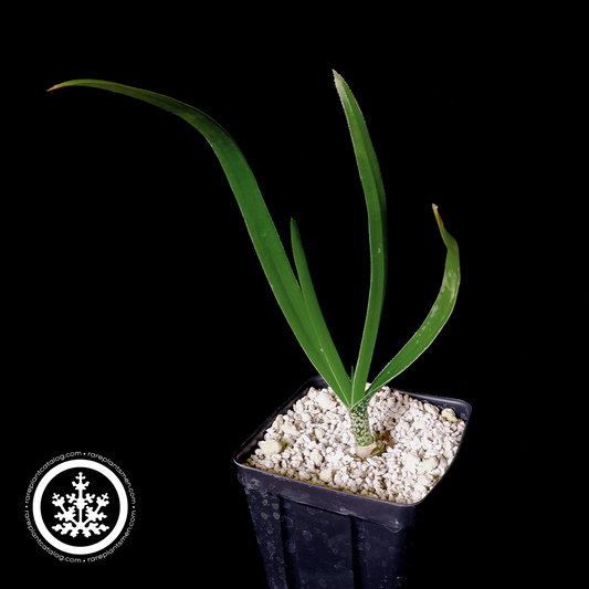 Aloe cooperi