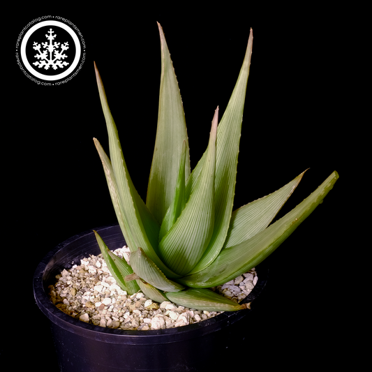 Aloe fallax