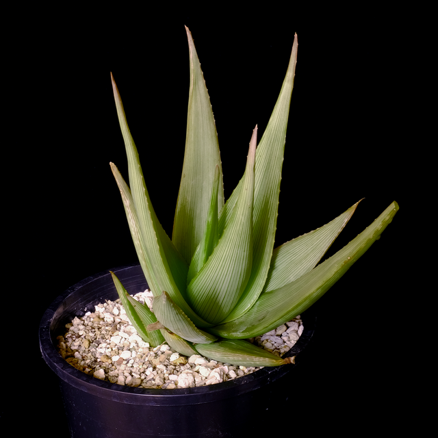 Aloe fallax