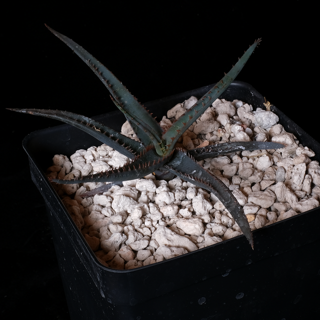 Aloe inexpectata hybrid