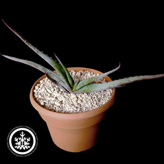 Aloe suprafoliata