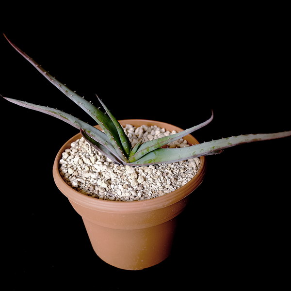 Buy Aloe suprafoliata Online | Rare Plant Catalog