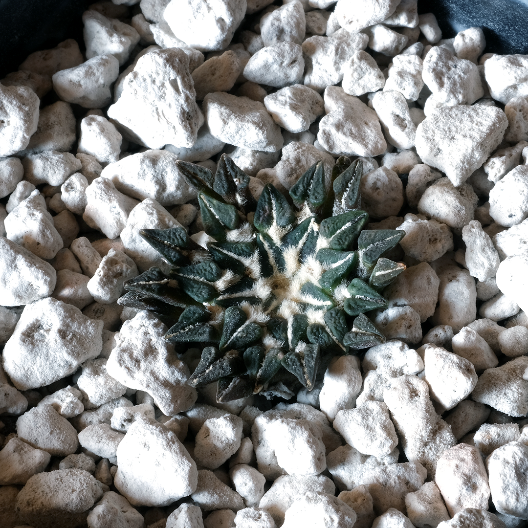 Ariocarpus kotschoubeyanus