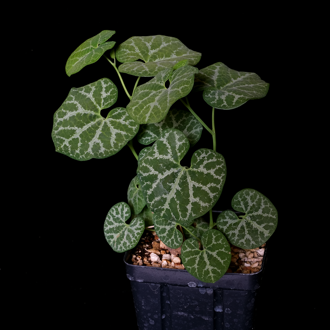 Aristolochia fimbriata