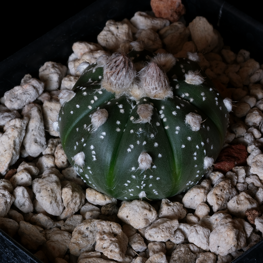 Astrophytum asterias
