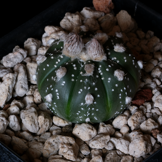 Astrophytum asterias